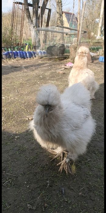 Інкубаційне яйце Китайська Шовкова, Silkies, Пухова курей