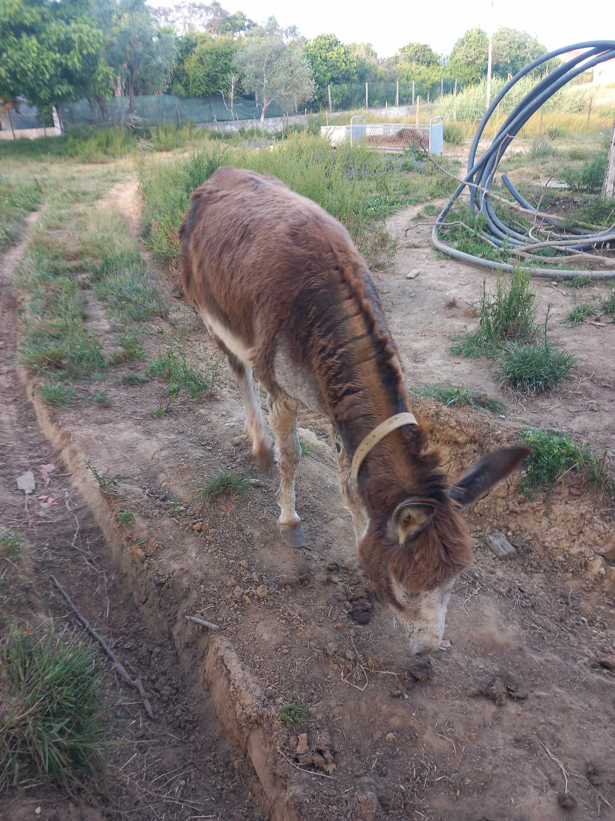 Burro inteiro 4 anos