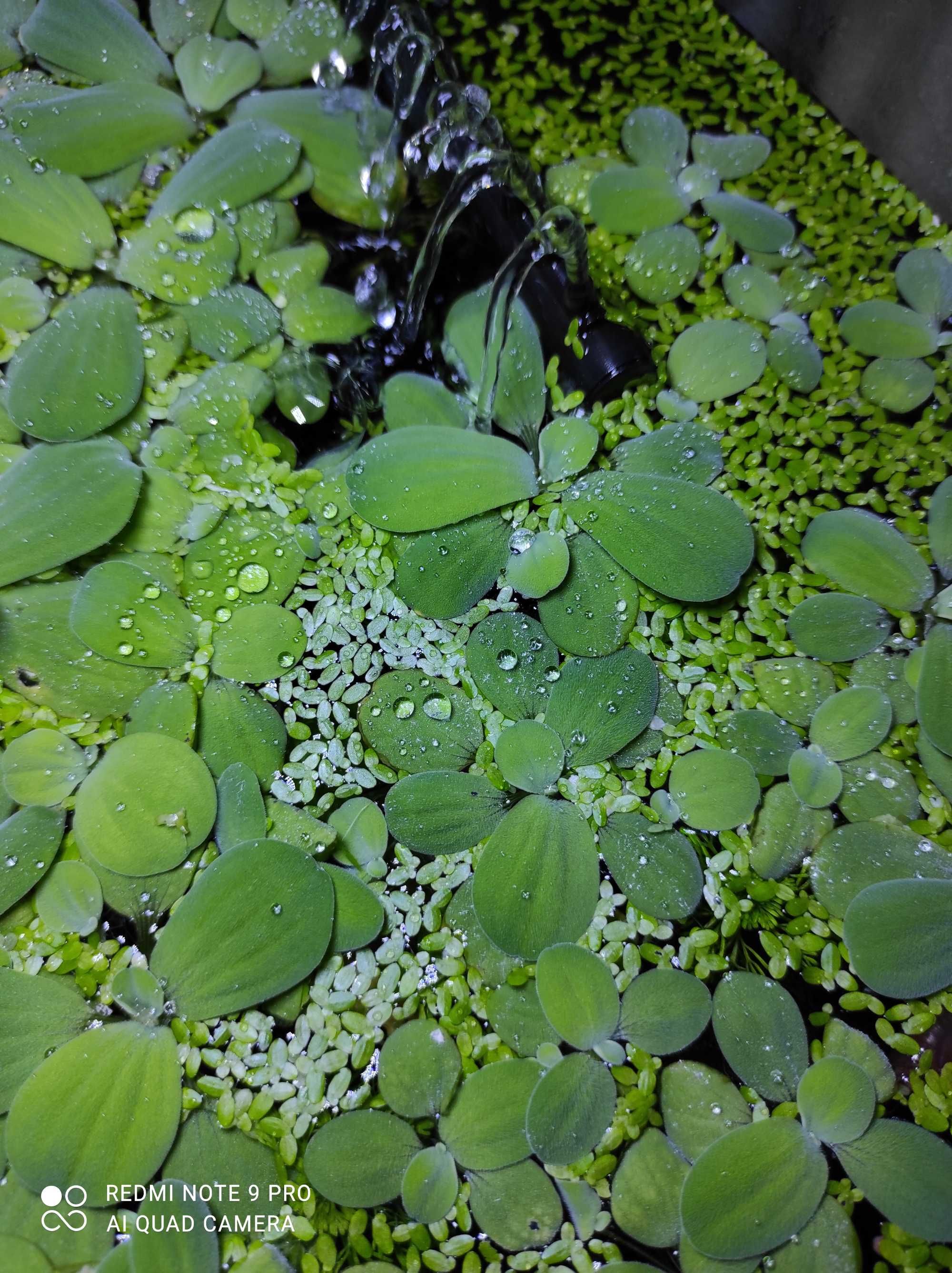 Pistia roślina pływająca