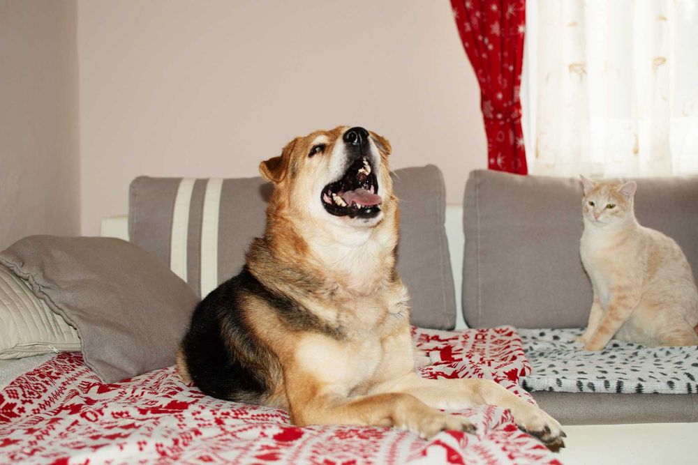 DIBON - dojrzały ale pełen wigoru i miłości do człowieka psiak