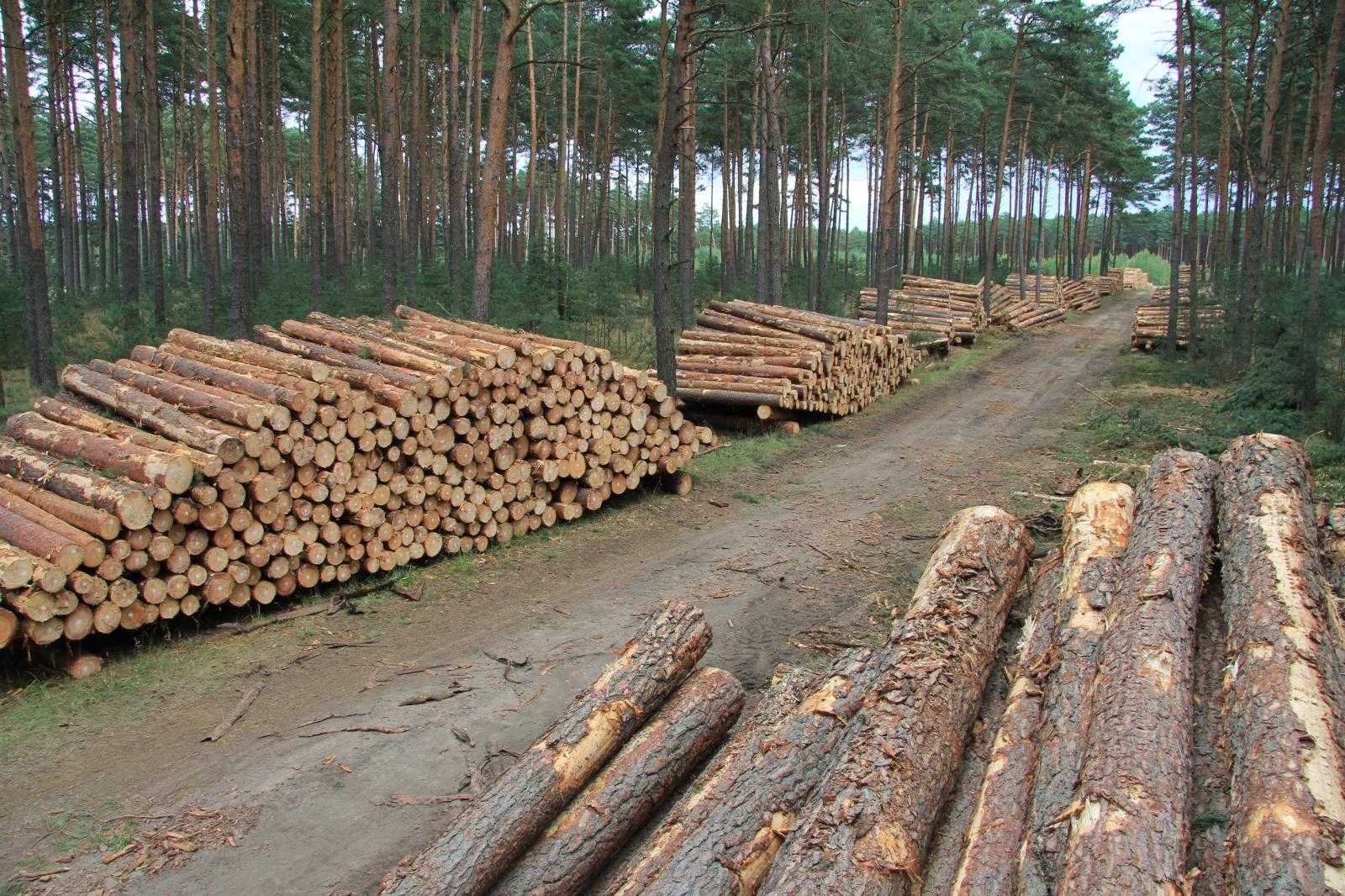 Drewno kominkowe opałowe dąb dębina sosna brzoza