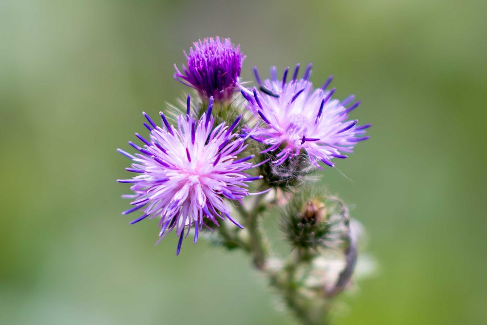 ‼️ Meike 55mm F/1.4 • AutoFocus ‼️ Sony E-mount • Идеальный ‼️