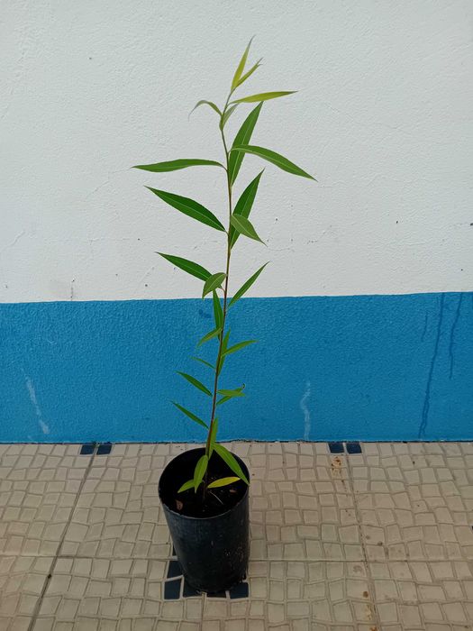 Arvore salgueiro chorao