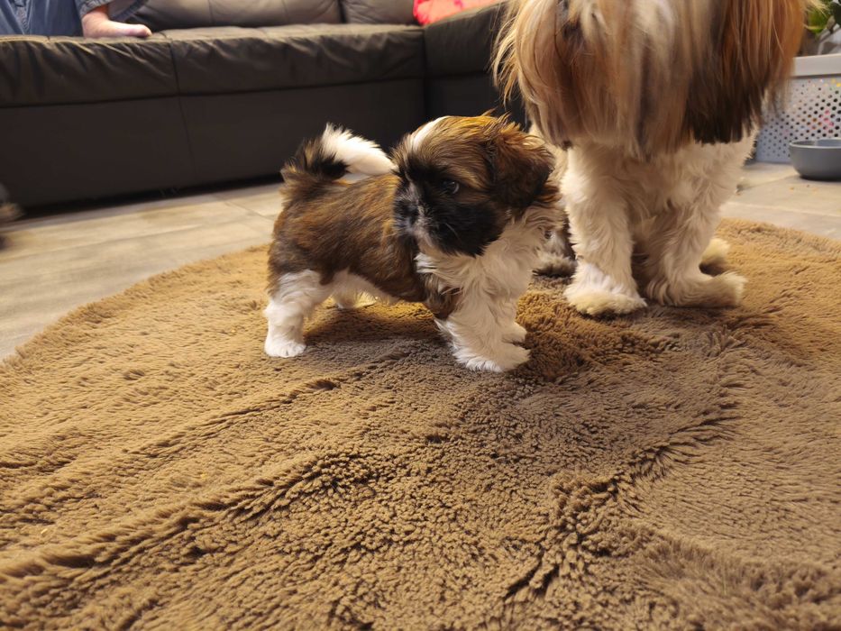 Piesek SHIH TZU samiec