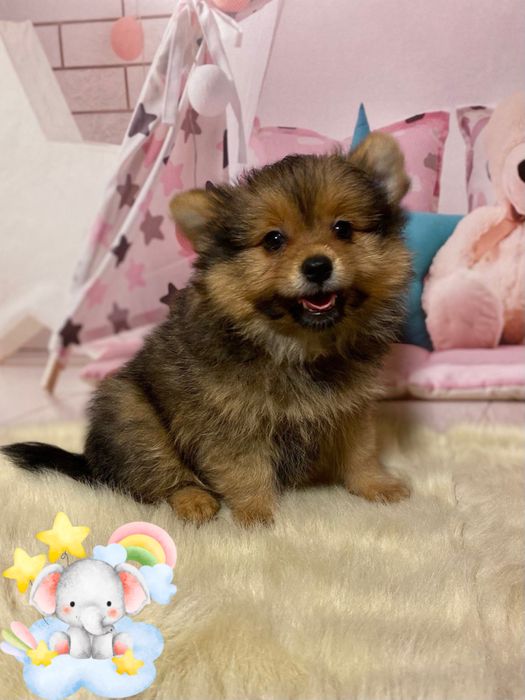 Шикарный мальчик йоркопом