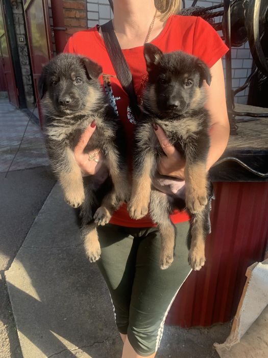 Продам цуценят Німецької вівчарки