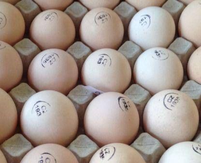 Продажа инкубационного яйца Декалб Уайт (несушка)