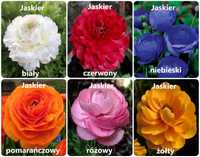 Jaskry (ranunculus) z 6 odmian po 20 sztuk razem 120 cebulek za 96 zł