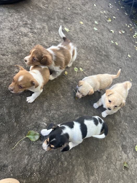 Віддам цуценят даром