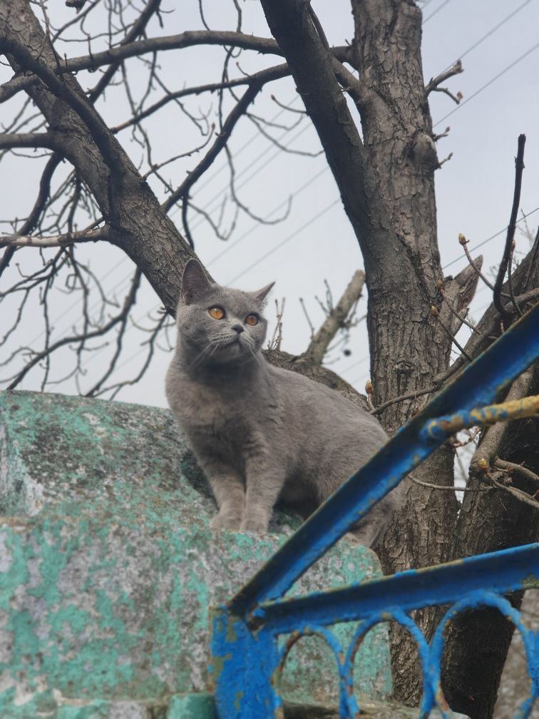 Відам у добрі  руки британка 2,3 роки