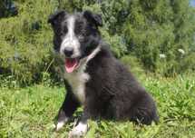 Rasowa i radosna suczka BORDER COLLIE - pełną dok. przebadani rodzice