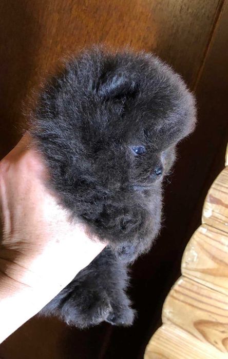 Spitz Alemão Anão/Lulu da Pomerânia MACHO AZUL com  LOP e AFIXO