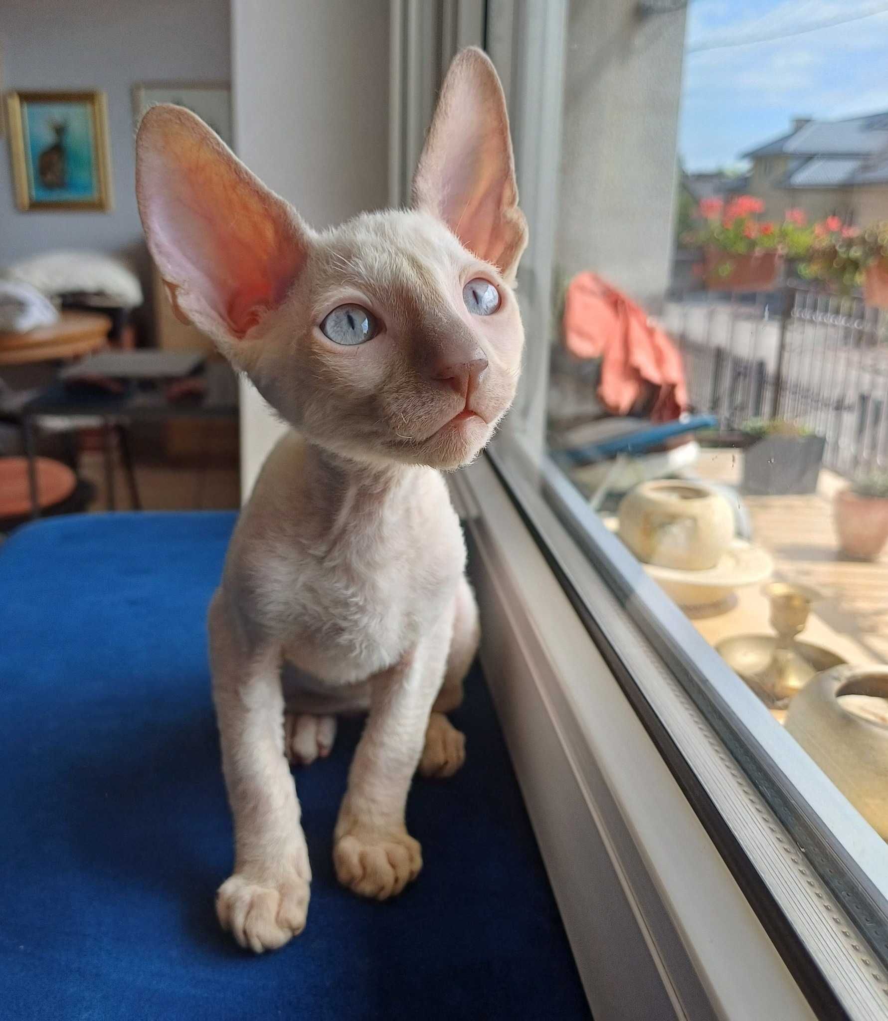 Kot  Cornish Rex