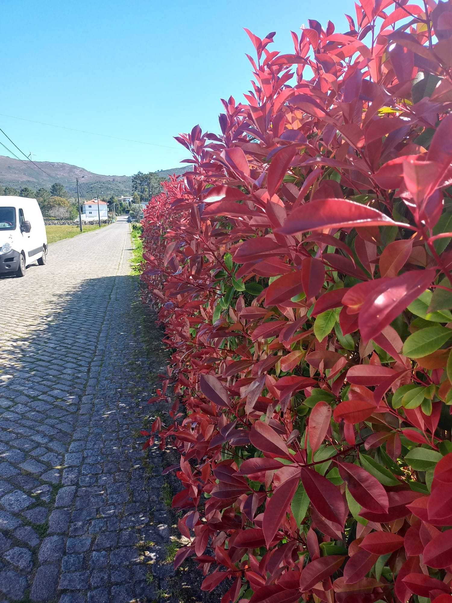 Photinia Red Robin | Photinia Carre Rouge