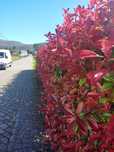 Photinia Red Robin | Photinia Carre Rouge