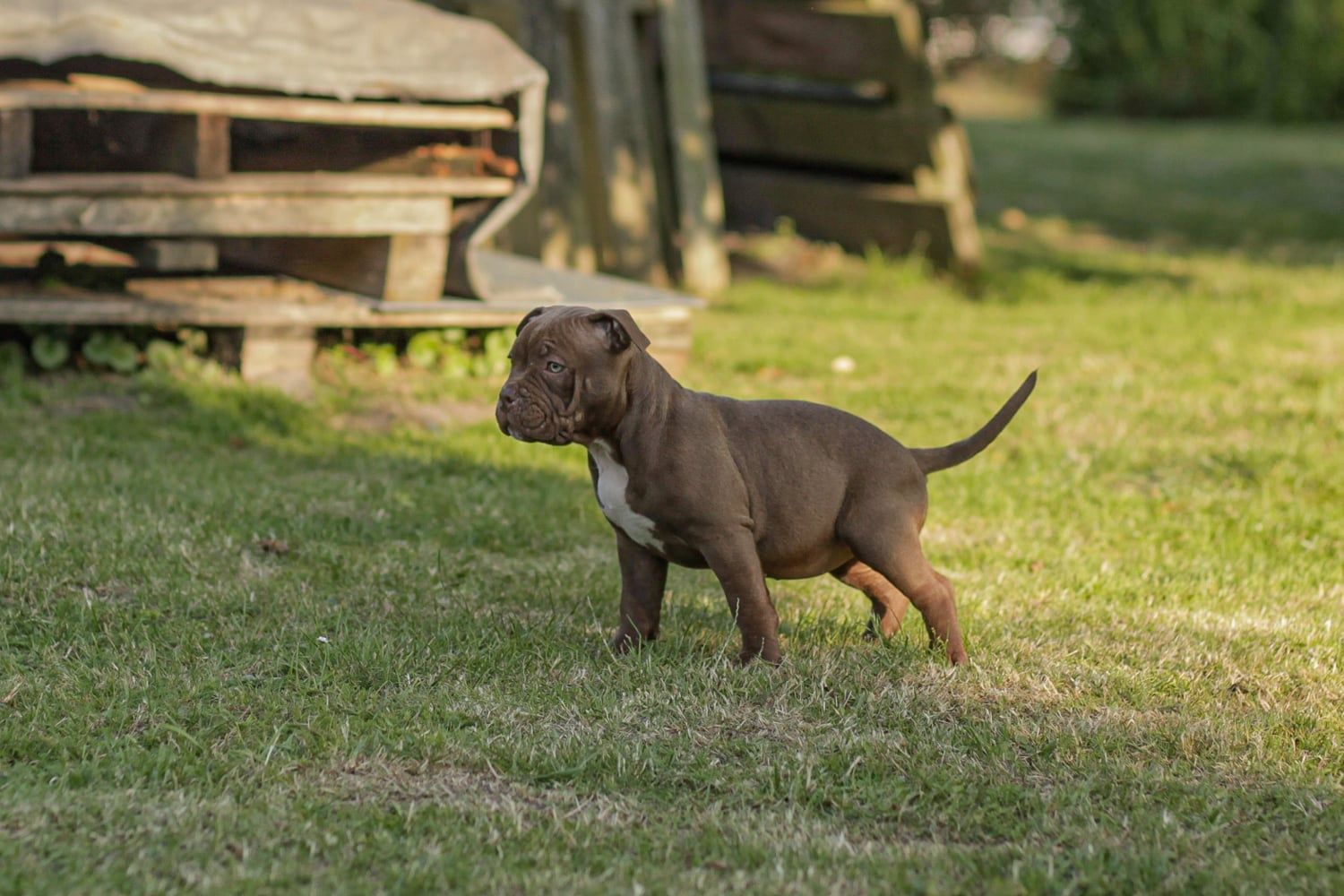 American Bully Pocked suczka ABKC