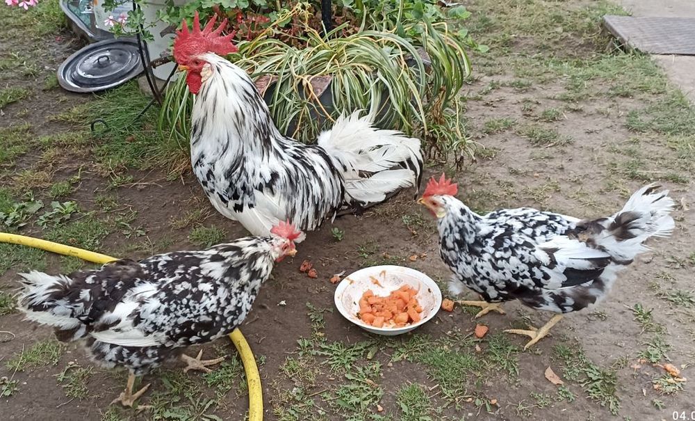 Сім'я курей породи Леггорн Долматинець Борки