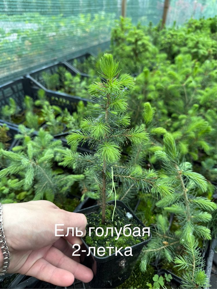 Ель Голубая кейбаб