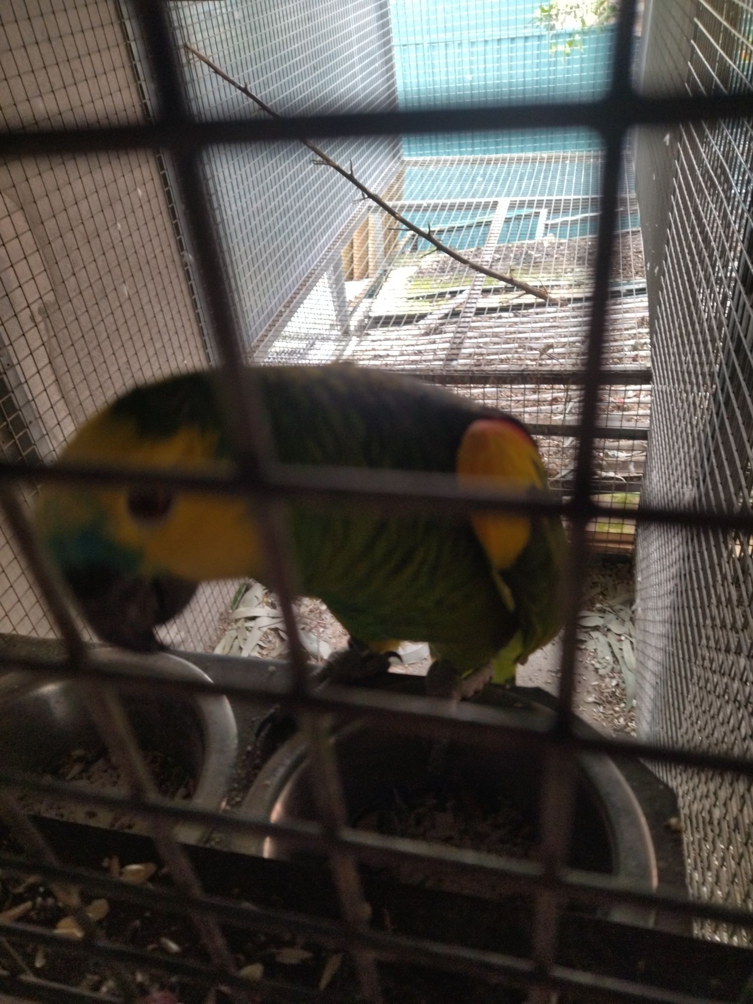 Papagaio astiva adulto
