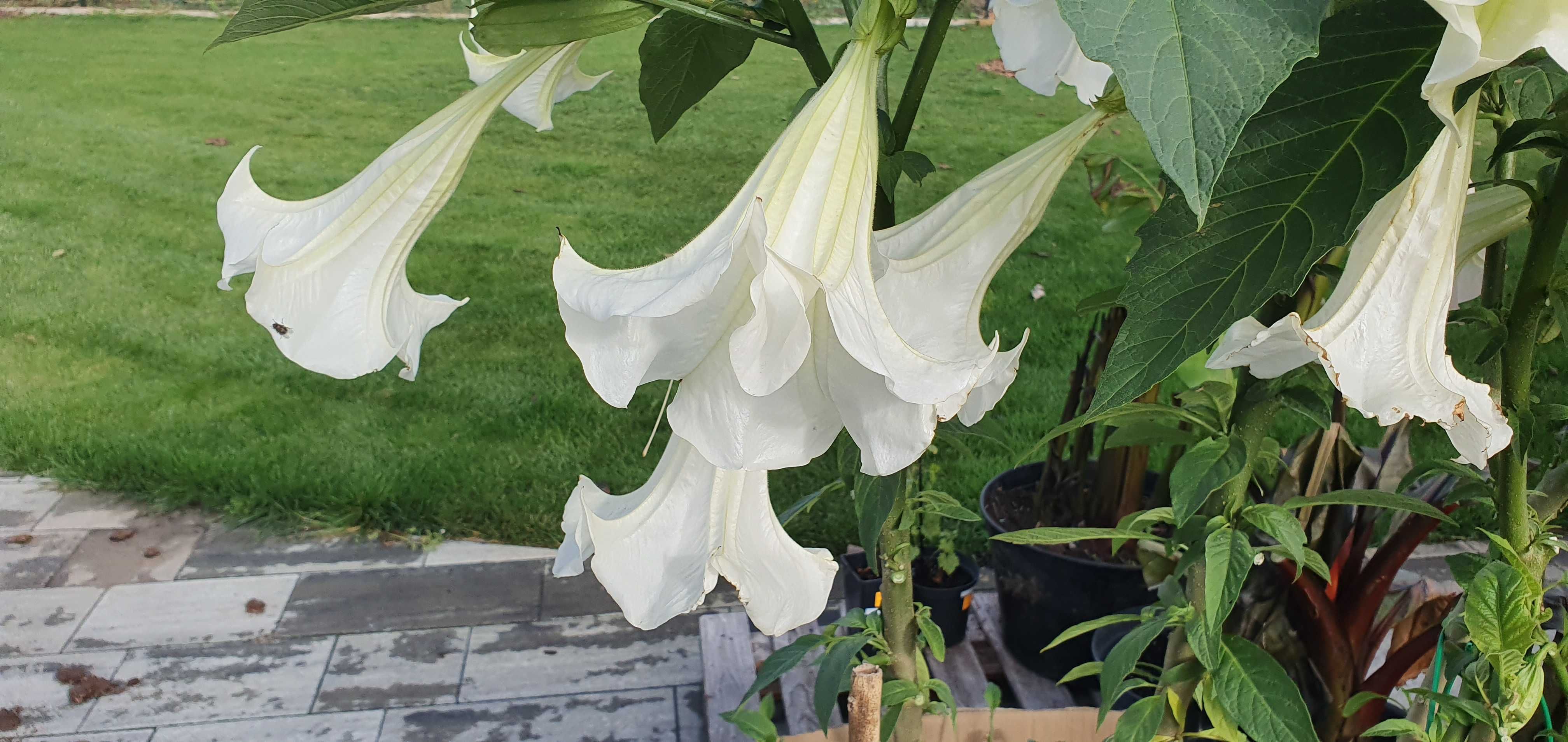 Datura, Brugmansja, jasno-różowo-biała, 2letnia, 30-80cm,