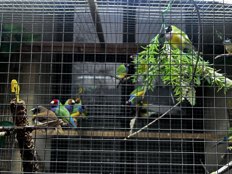 Ptaki ozdobne Amadunki