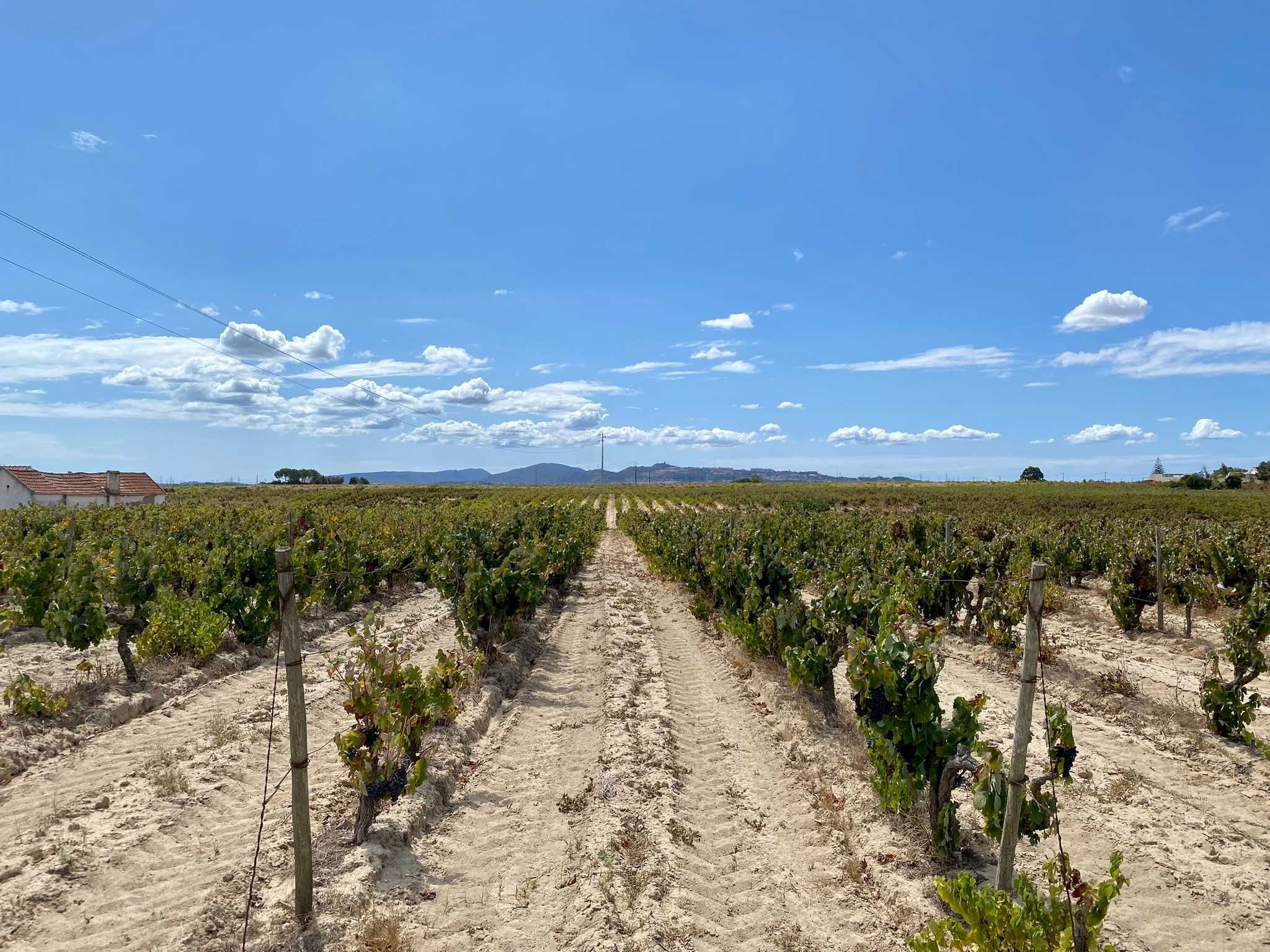 Terreno com vinha no Lau, Palmela 15.000 m2