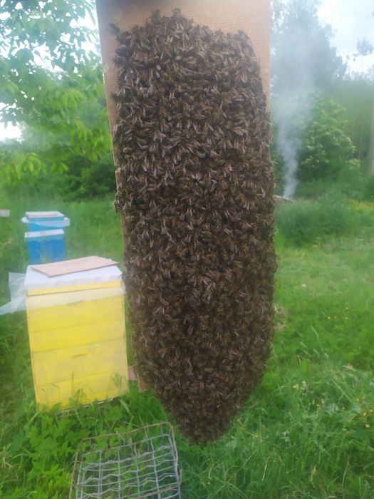 Бджолопакети бджолосім'ї бджоли 250шт