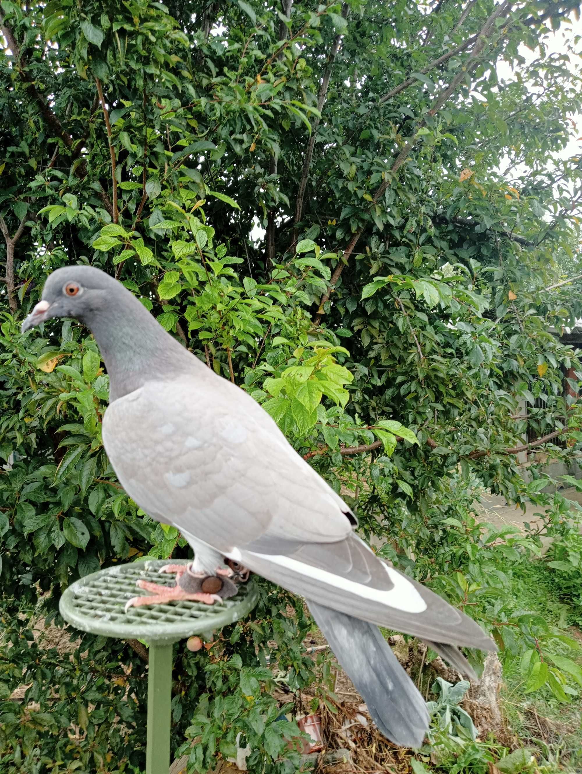 Pombos negaça italianos