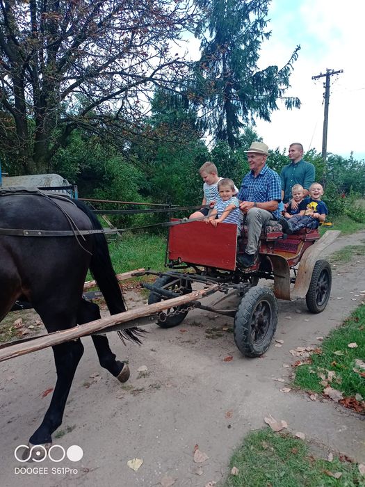 Klacz Śląska trzyletnia siodło