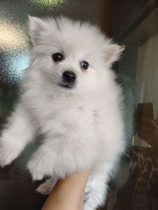 Spitz alemão menino