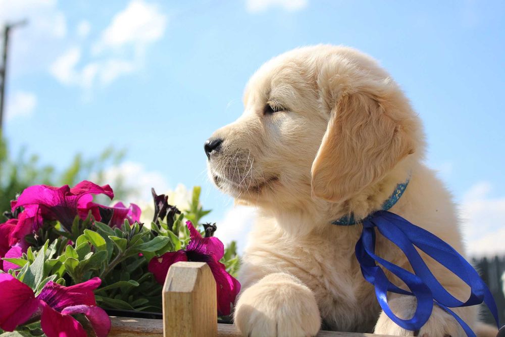 Golden Retriever *ZKwP FCI* gotowy do obioru piesek