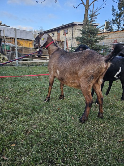 Kozy Anglonubijskie 100%AN z rodowodami.