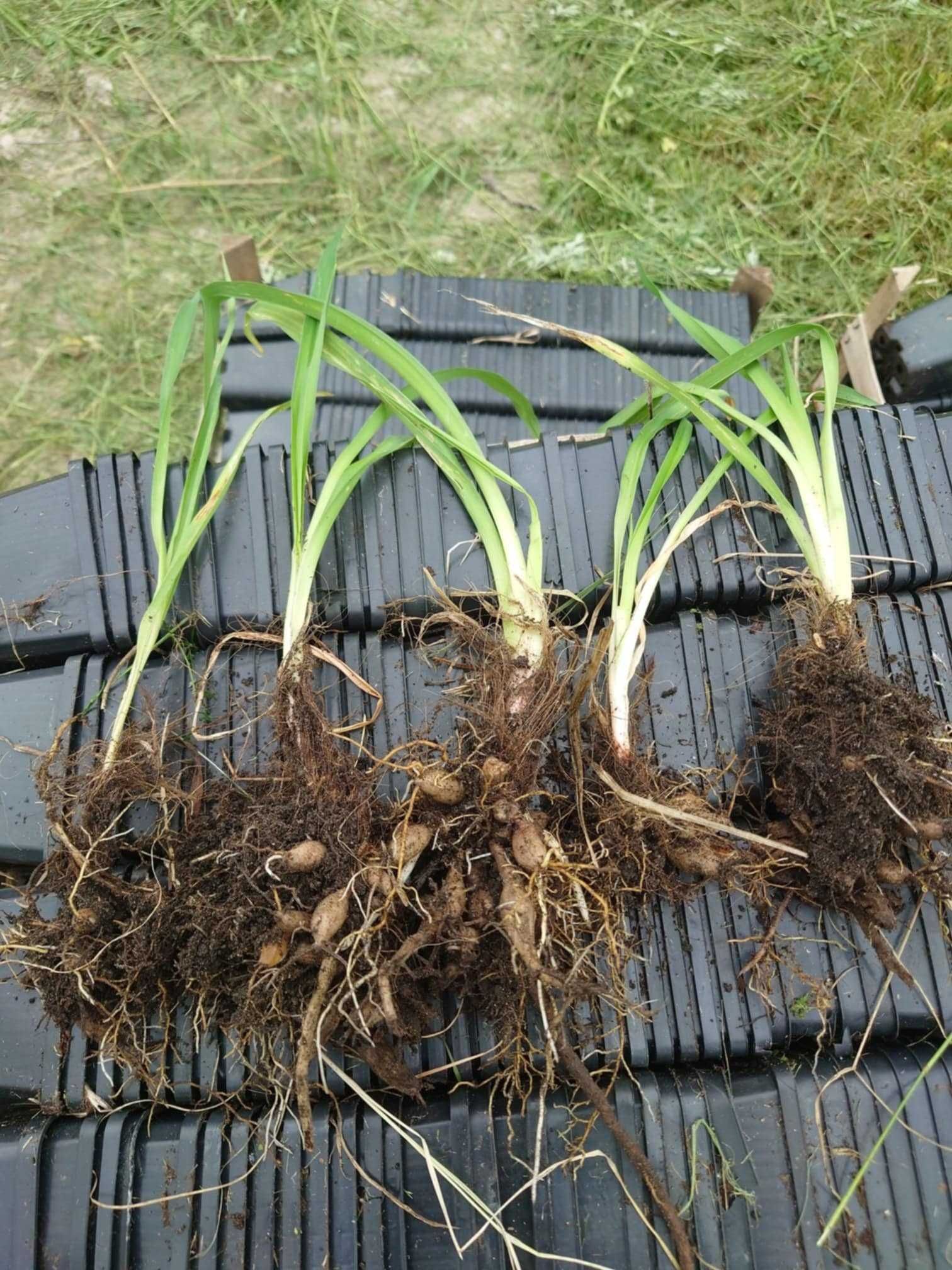Liliowce mix kolorów