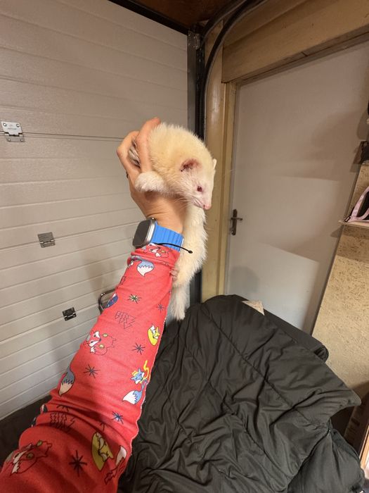 Fretka - samica albino mloda REZERWOWANA