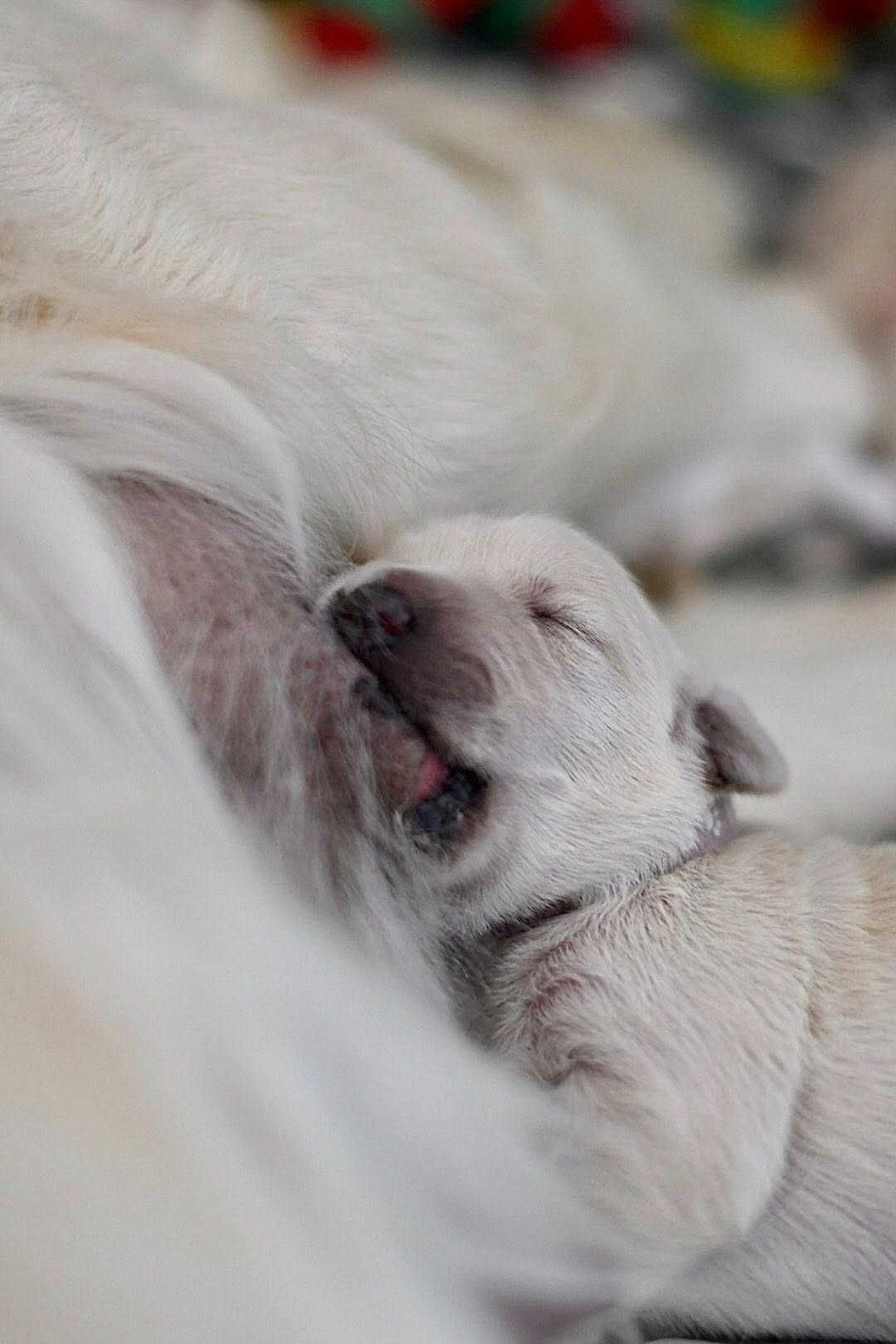 Golden retriever  Związek Kynologiczny w Polsce /FCI