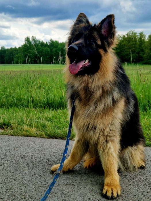 Owczarek Niemiecki Długowłosy - Piesek.