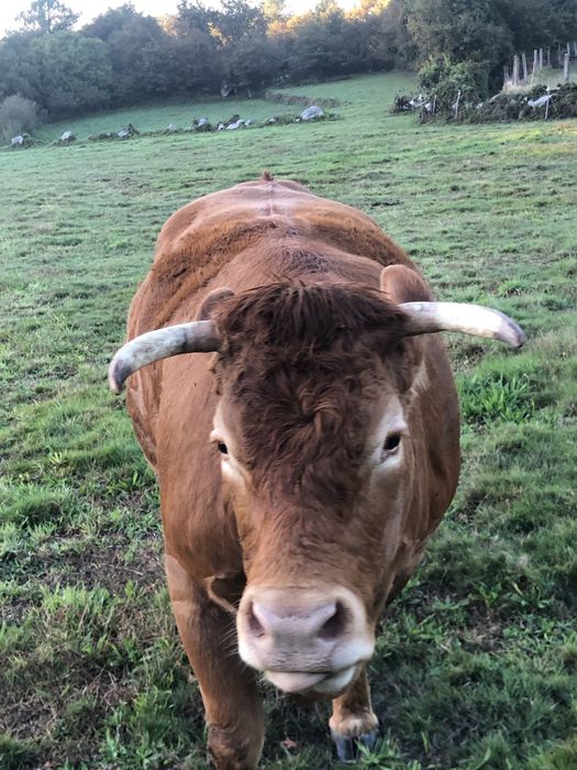 Vendo vaca minhota pura