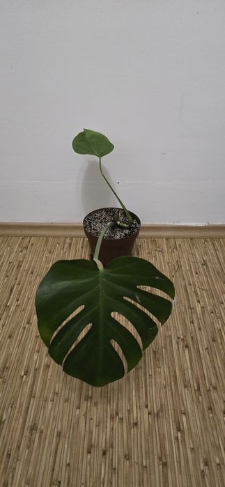 Монстeра Деликатесная