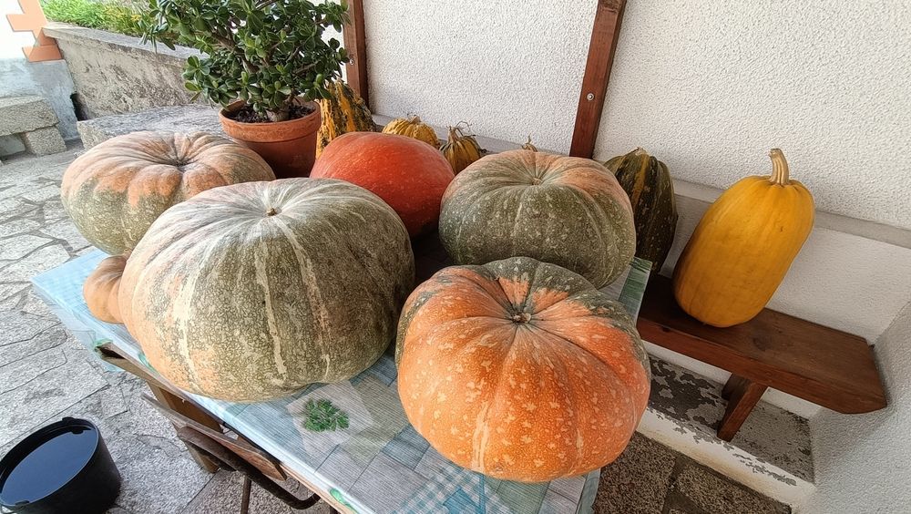 Abóboras e calondros para venda