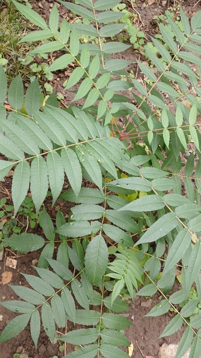 Сумах, оцтове дерево 50-80 см, саджанець