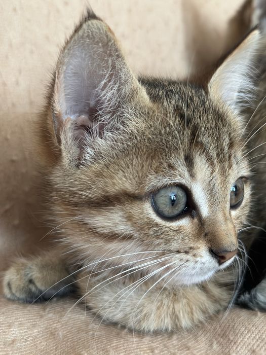 Віддамо в добрі руки кошенят