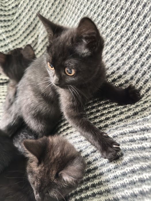 Породисті милі кошенята