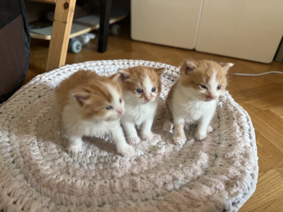 3 rozkoszne kocięta szukaja domow