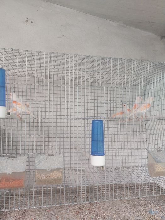 Aves a procura de nova gaiola