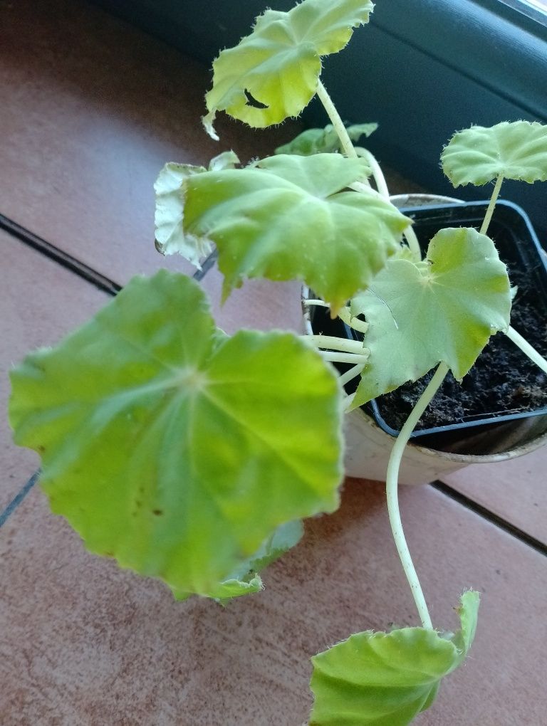Begonia lima love,