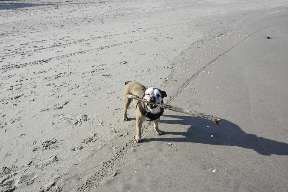 Oddam psa, mieszaniec boksera z buldogiem angielskim