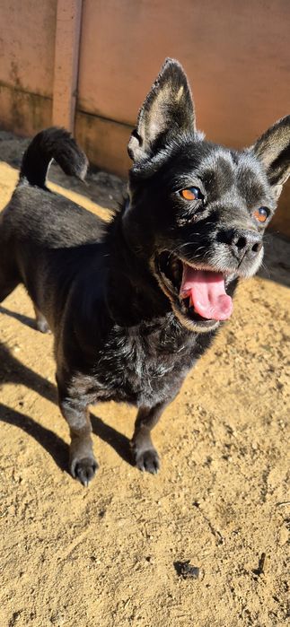 Piesek Około 4 lata