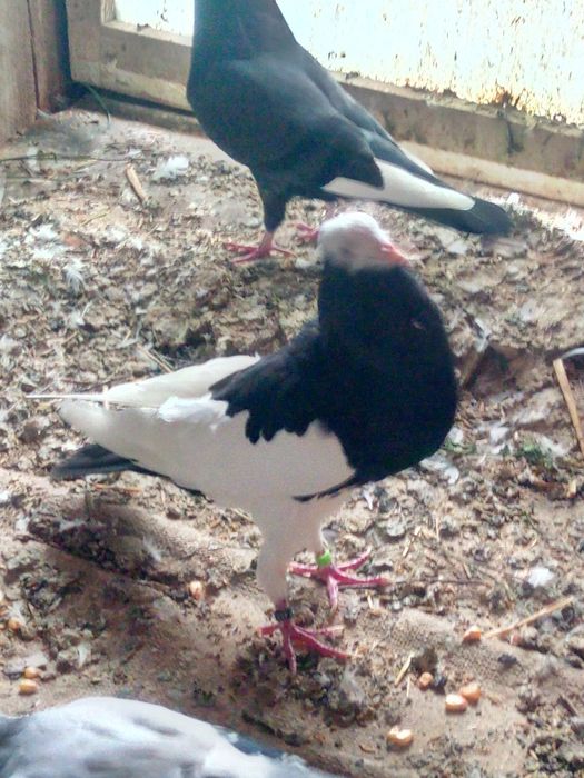 Zamienię samicę garłacza