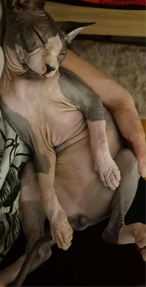 Sfinks kanadyjski