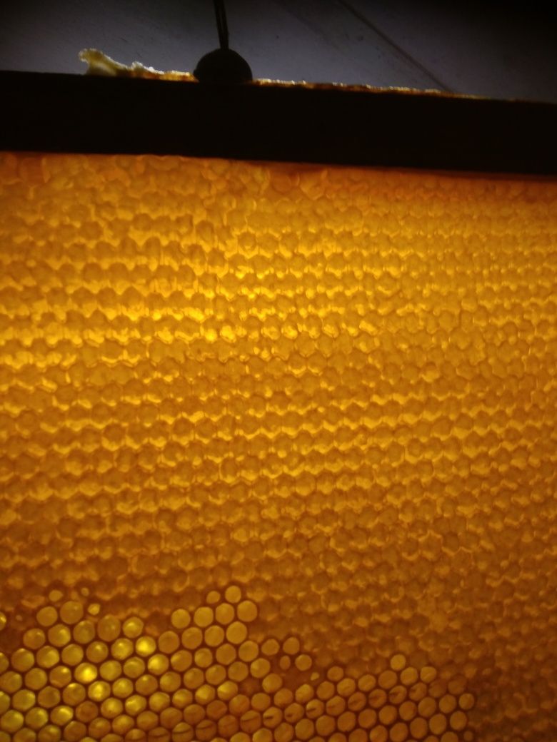 Бджоломатки. Матки пчелиные. Пакети. Карніка стрьомер F1